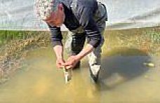 Tıbbi sülük avcılığı için soğuk suyun içinde saatler geçiriyor