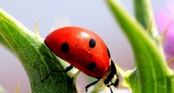 KIZILIRMAK KUŞ CENNETİNDEN KARELER