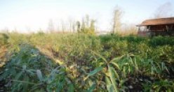 Büyükşehir Sahip Çıktı, Şeftali Üretimi Geri Dönüyor