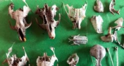 KUSMUKLARDAN ÇIKANLARI KOLEKSİYON YAPTI