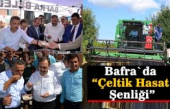 Bafra`da çeltik hasadı