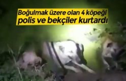 Boğulmak üzere olan 4 köpeği polis ve bekçiler kurtardı
