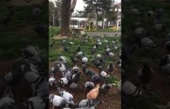 Aç kalan güvercinleri hergün esnaf besliyor.