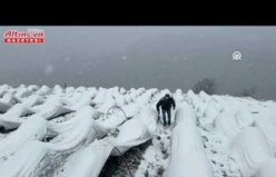 Alaçam'da kar altında çilek hasadı yapıldı