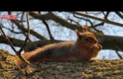 Alaçam'da mesire alanında sincap görüntülendi