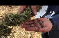 Amasya'da “narlı“ türü kenevirin tohum hasadı yapıldı