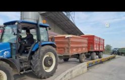 Bafra'da TMO çeltik alımına başladı