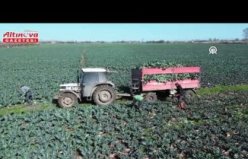 Bafra Ovası'nda brokoli hasadı devam ediyor