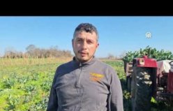 Bafra Ovası'nda brokoli hasadından 12 tondan fazla rekolte bekleniyor