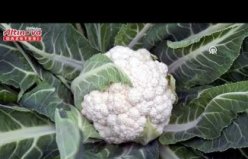 Bafra Ovası'nda karnabahar hasadı sürüyor