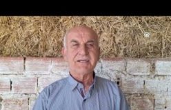 Bafra Ovası'nda kırmızılahanada 200 bin ton üzeri rekolte beklentisi