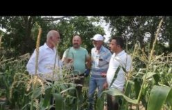 Bafra Ovası'nda mısır hasadı başladı