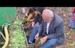 Bafra Ovası'nda tütün fidelerinin dikimine başlandı