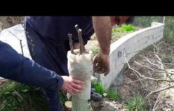 Ceviz Aşılama Teknikleri