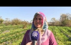 Çiftçi aile aldıkları hibeyle çilek üreterek ürün çeşitliliğini artırdı