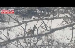 Çorum'da ormanlık alanda yiyecek arayan karacalar görüntülendi