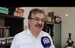 Kahverengi kokarca zararlısı ile biyolojik mücadele yürütülüyor