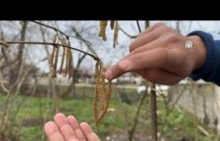 Karadenizli fındık üreticileri sıcaktan değil zirai dondan tedirgin