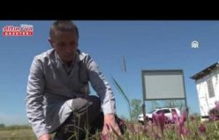 Karasal orkidenin endemik türleri ile çoğaltılabilen türleri belirleniyor