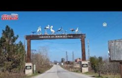 Kızılırmak Deltası Kuş Cenneti'nde baharın habercisi leylekler yuvalarına erken dönüyor