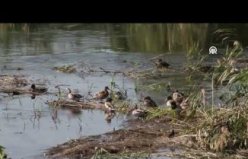 Kızılırmak Deltası Kuş Cenneti'ndeki yeşilbaş ördekler görüntülendi