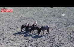 Kızılırmak Deltası Kuş Cenneti’nde yaklaşık 450 yılkı atı yaşıyor