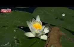 Kızılırmak Deltası'nda nilüferler çiçek açtı