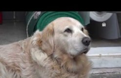 Köpekten kaçarken düşüp diz kapağı kırılan kadın 315 bin lira tazminat kazandı