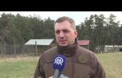 Koruma altındaki kızıl geyikler Samsun'da yetiştirilerek doğaya salınıyor