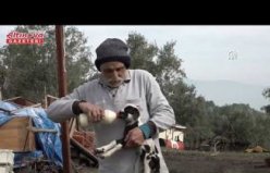 Manisa'da bir koyun beşiz yavruladı