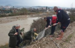OSMANİYE - Çayda mahsur kalan köpek kurtarıldı