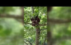 Rize'de köye inen ayı yavruları cep telefonuyla kaydedildi