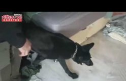 Samsun'da, çekmeceye saklanan uyuşturucuyu narkotik köpeği “Tony“ buldu