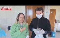 Samsun'da enfeksiyon nedeniyle görme sorunu yaşayan atmaca tedaviye alındı