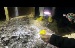 Samsun'da kırmızı orman karıncaları biyolojik mücadele için yeni yuvalarına taşındı