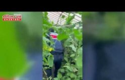 Samsun'da salatalık serasında kenevir yetiştiren zanlı yakalandı