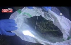 Samsun'da samanın içine gizlenmiş yaklaşık 6 kilogram esrar ele geçirildi