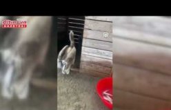 Samsun'da tedavileri tamamlanan pelikanlar doğaya salındı