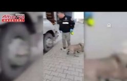 Samsun'da uyuşturucu operasyonunda yakalanan tırın sürücüsü tutuklandı