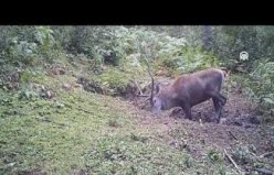 Samsun'da yaban hayvanları fotokapanlarla kaydedildi