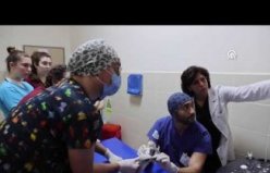 Samsun'daki hayvan hastanesinde bu yıl 350 yaban hayvanı tedavi edildi