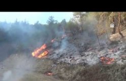 Sinop'ta çıkan orman yangınında 5 hektarlık alan zarar gördü