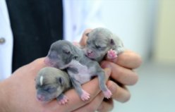 SİVAS - Sezaryenle doğum yaptırılan köpek 3 sağlıklı yavru dünyaya getirdi