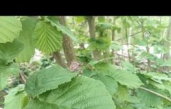 Tarım alanlarına zarar veren kahverengi kokarca böceği ile mücadele uyarısı