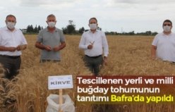 Tescillenen yerli ve milli buğday tohumunun tanıtımı Bafra’da yapıldı