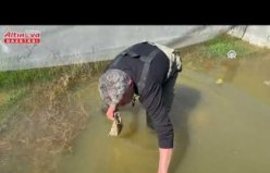 Tıbbi sülük avcılığı için soğuk suyun içinde saatler geçiriyor