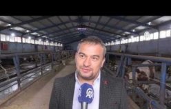 Tokatlı çiftçi TKDK'nin hibe desteğinde 100 büyükbaş hayvanla besiciliğe başladı