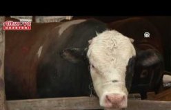 Uzmanından kurban seçimi ve kesimiyle ilgili dikkat edilecek hususlar