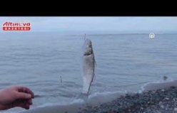 Yakakent'te kafesten kaçan balıklar amatör balıkçıların yüzünü güldürdü