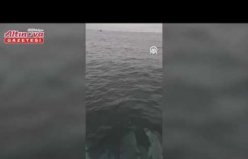 Yakakent'te su yüzeyine çıkan yunuslar kameraya yansıdı